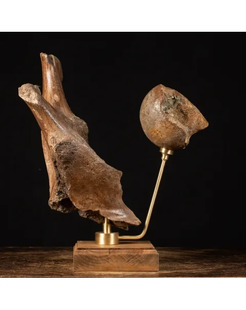 Acetabolo Bacino di Mammut