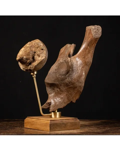 Acetabolo Bacino di Mammut