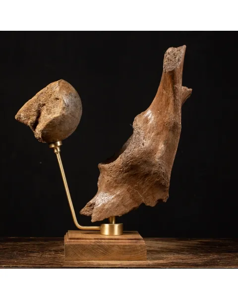 Acetabolo Bacino di Mammut
