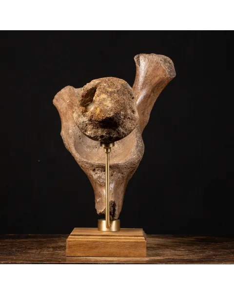 Acetabolo Bacino di Mammut