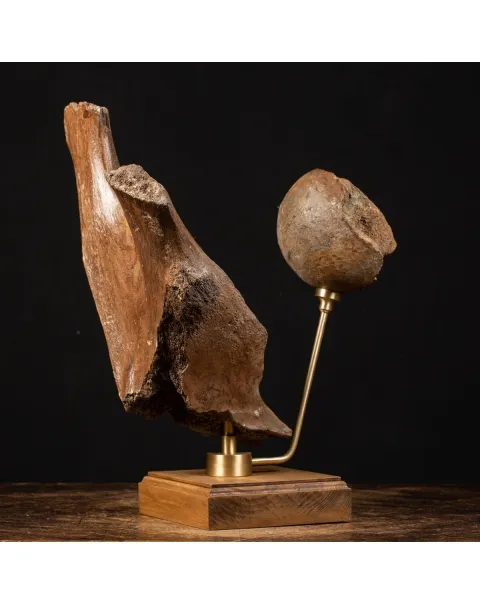 Acetabolo Bacino di Mammut