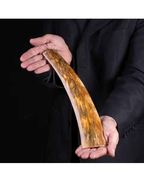 Frammento di Zanna di Avorio di Mammut
