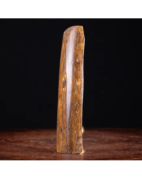 Zanna di Mammoth Lanoso Siberiano (Mammuthus Primigenius).