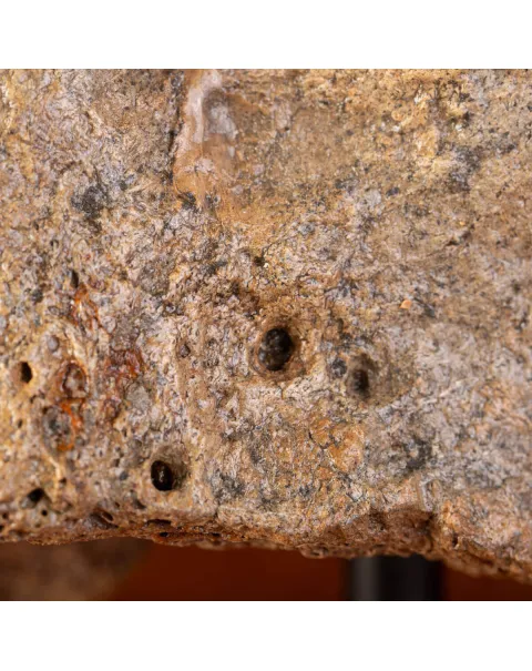 Femore del Mammut Lanoso del Pleistocene.