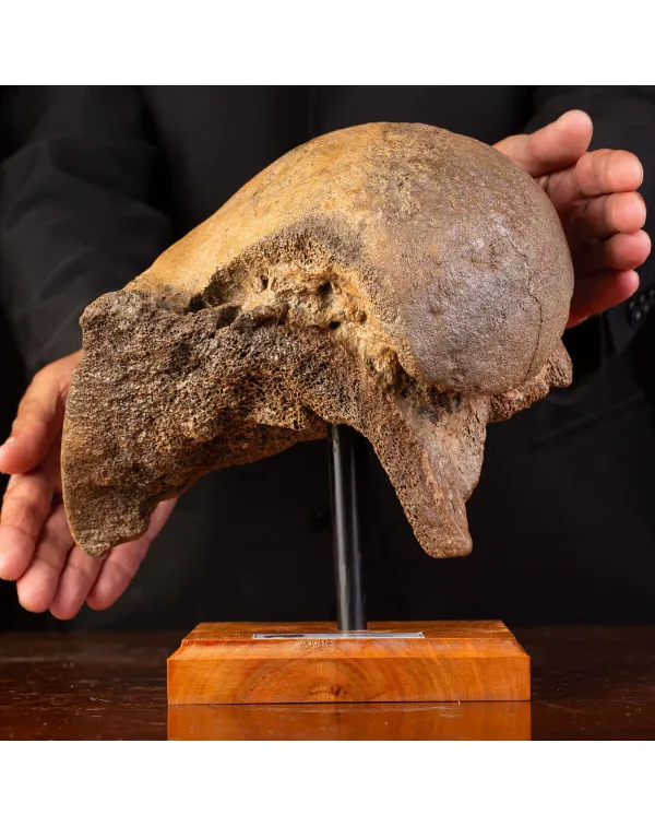 Femore del Mammut Lanoso del Pleistocene.