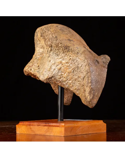 Femore del Mammut Lanoso del Pleistocene.