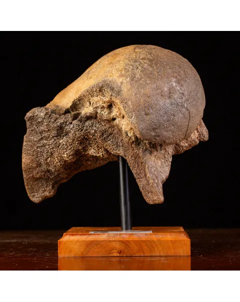 Femore del Mammut Lanoso del Pleistocene.
