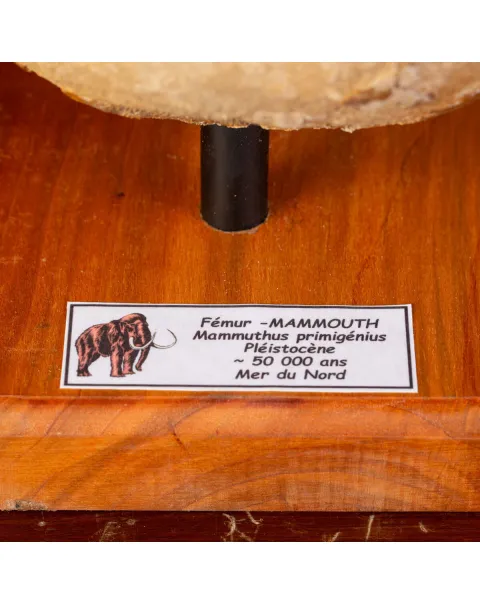 Femore di Mammut Fossile: Mammut Lanoso.