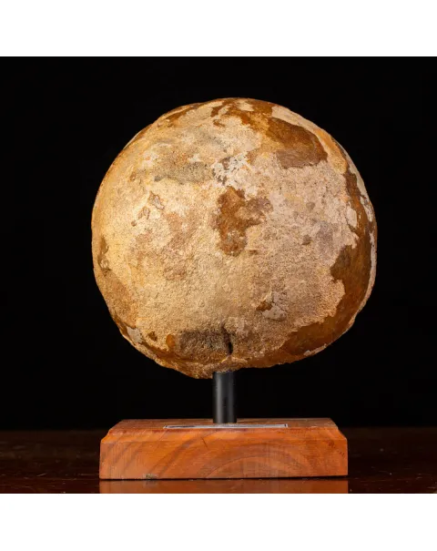Femore di Mammut Fossile: Mammut Lanoso.