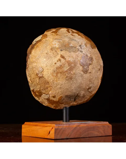 Femore di Mammut Fossile: Mammut Lanoso.