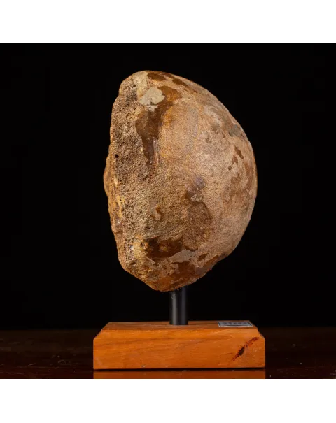 Femore di Mammut Fossile: Mammut Lanoso.