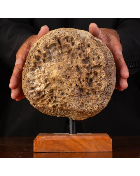 Femore di Mammut Fossile: Mammut Lanoso.