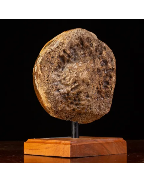 Femore di Mammut Fossile: Mammut Lanoso.