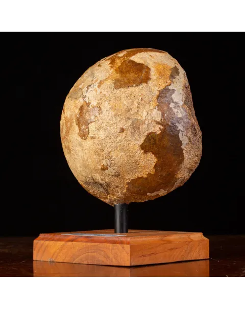 Femore di Mammut Fossile: Mammut Lanoso.
