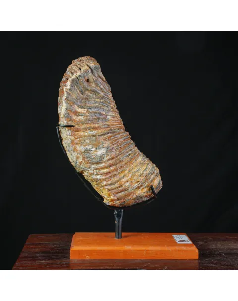 Molare Fossile di Mammuthus Primigenius - Epoca Pleistocenica.
