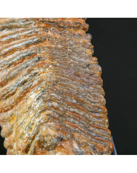 Molare Fossile di Mammuthus Primigenius - Epoca Pleistocenica.