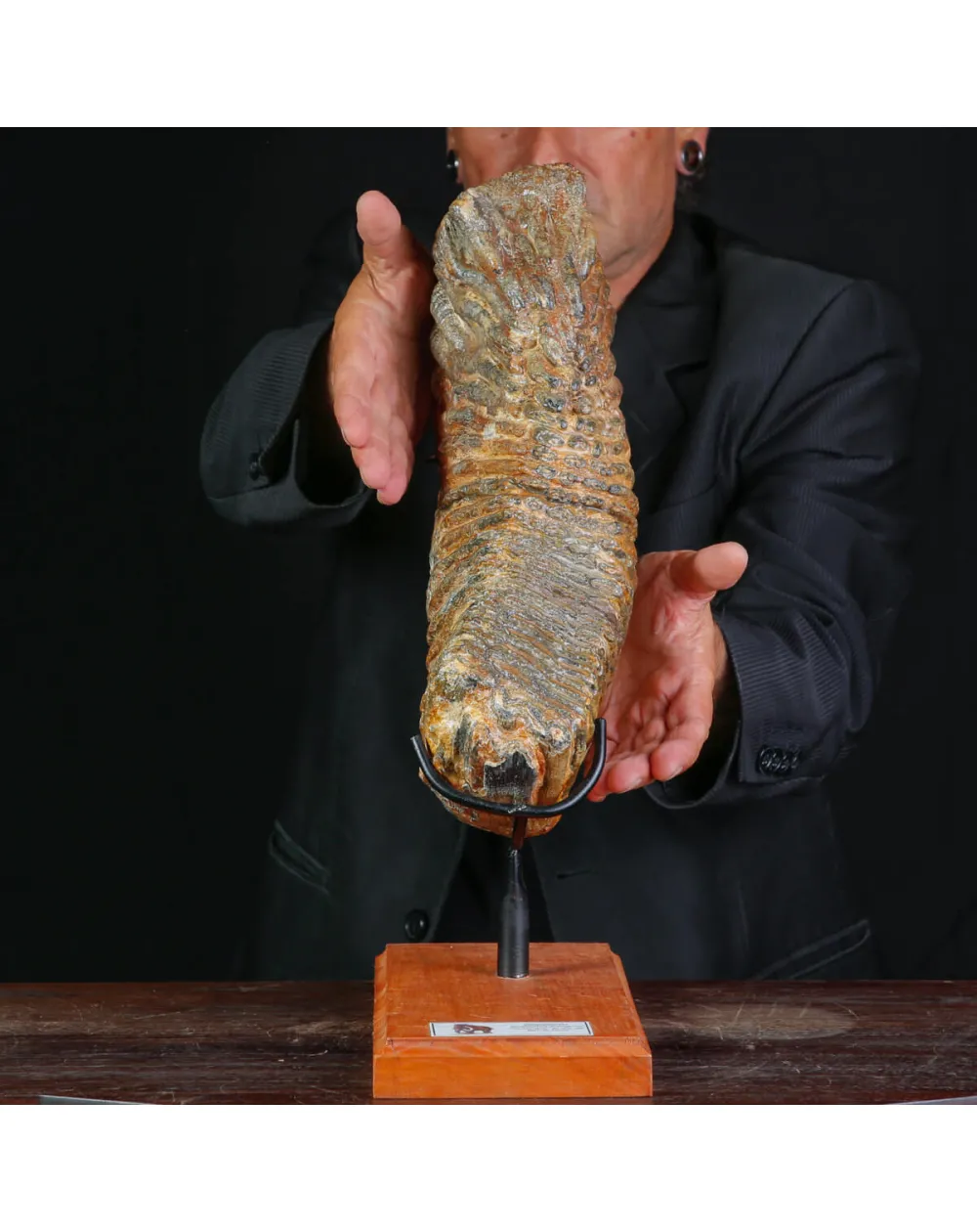 Molare Fossile di Mammuthus Primigenius - Epoca Pleistocenica.