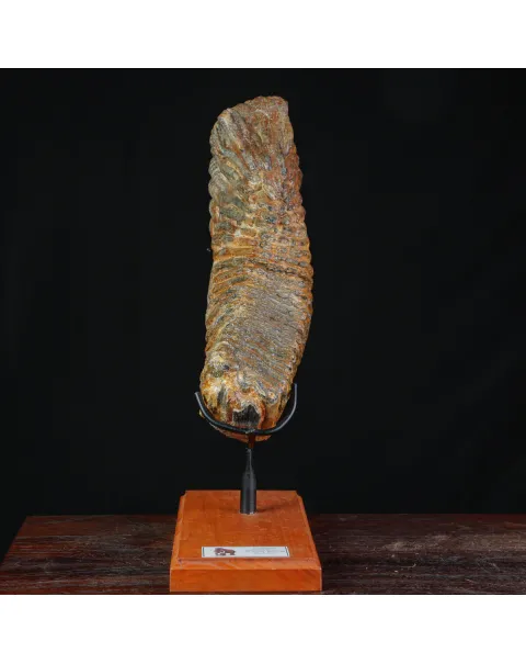 Molare Fossile di Mammuthus Primigenius - Epoca Pleistocenica.