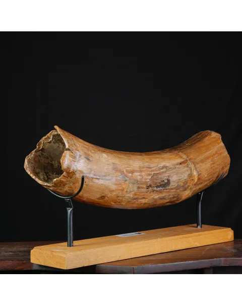 Zanna Fossile di Mammuthus Primigenius - Tesoro del Pleistocene.