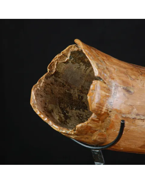 Zanna Fossile di Mammuthus Primigenius - Tesoro del Pleistocene.