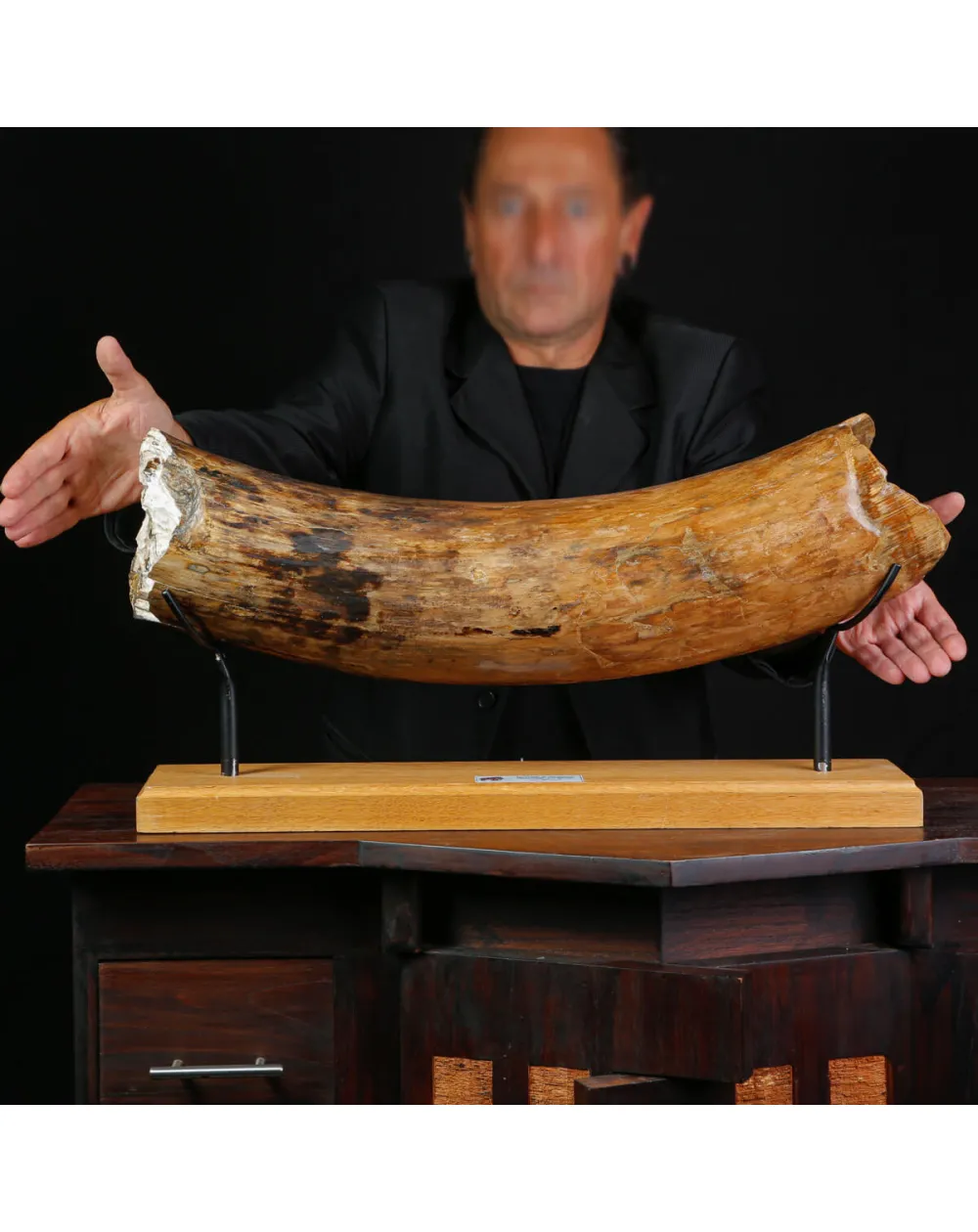 Zanna Fossile di Mammuthus Primigenius - Tesoro del Pleistocene.