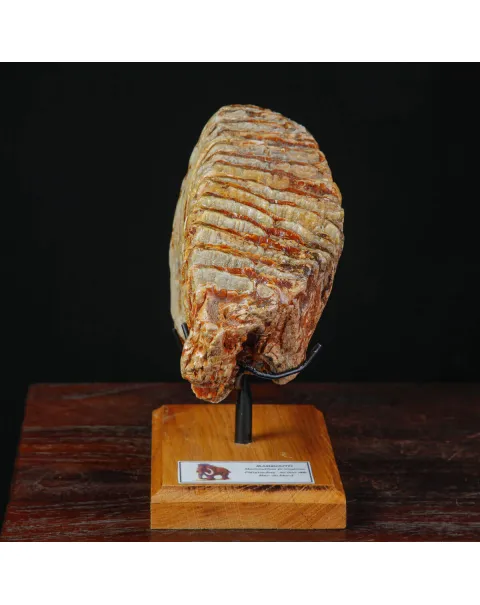 Molare fossile di Mammuthus Primigenius – Mare del Nord.