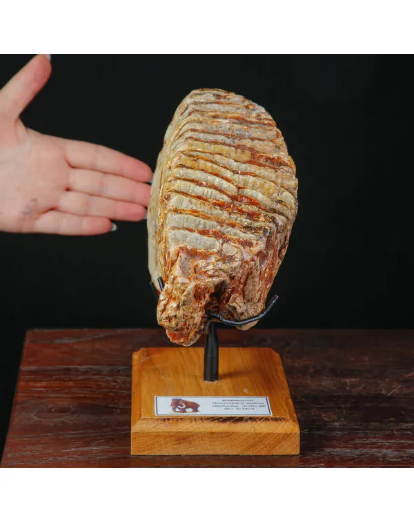 Molare fossile di Mammuthus Primigenius – Mare d...