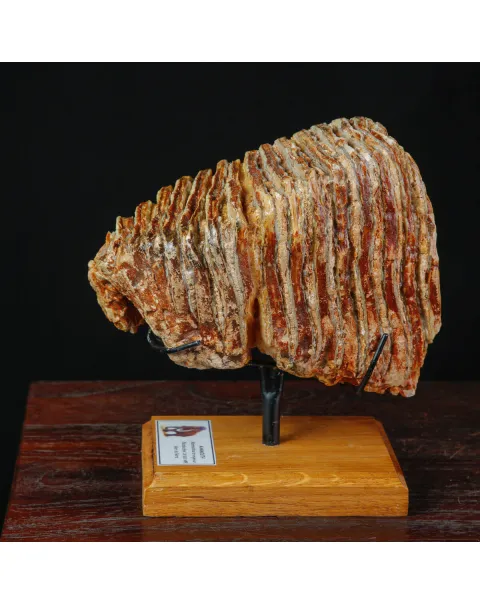 Molare fossile di Mammuthus Primigenius – Mare del Nord.