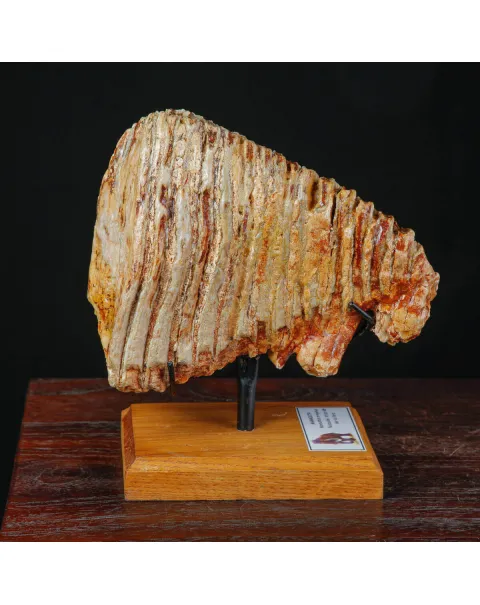 Molare fossile di Mammuthus Primigenius – Mare del Nord.