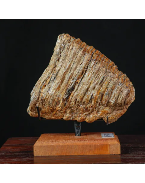 Dente fossile di Mammut lanoso – Pleistocene.