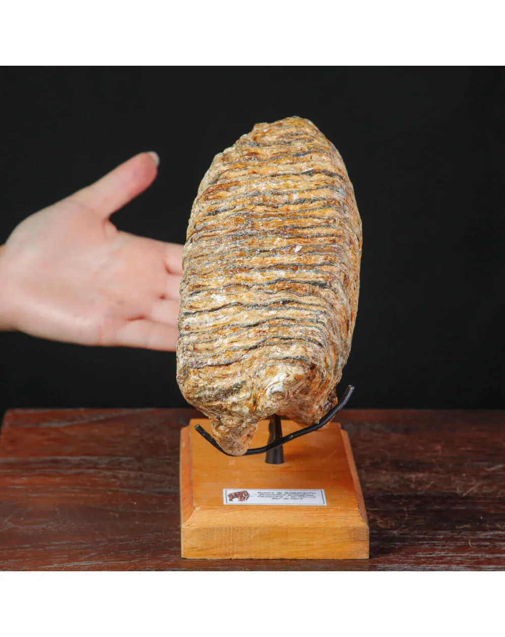 Dente fossile di Mammut lanoso – Pleistocene.