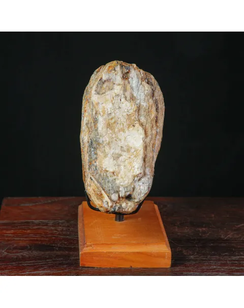 Dente fossile di Mammut lanoso – Pleistocene.