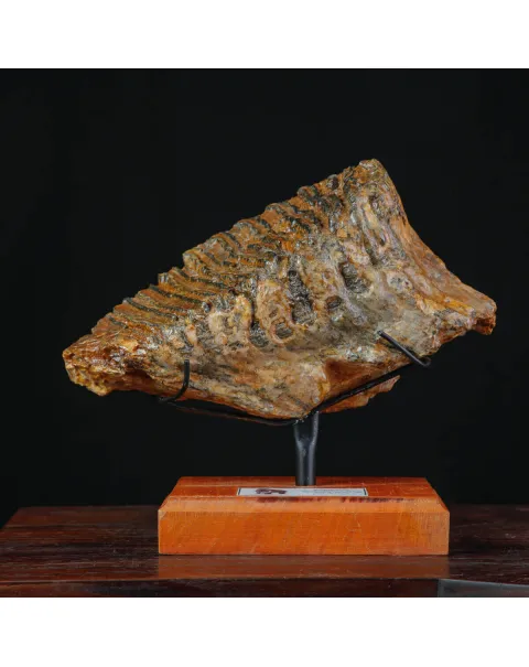 Molare di Mammut fossile – Pleistocene, Mare del Nord.