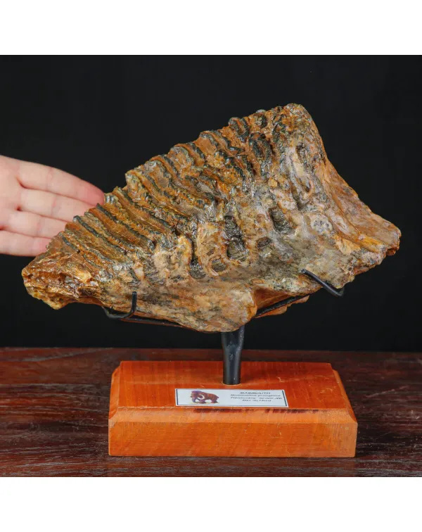 Molare di Mammut fossile – Pleistocene, Mare del...