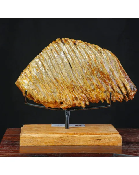 Grande molare fossile di Mammuthus Primigenius – Adulto.
