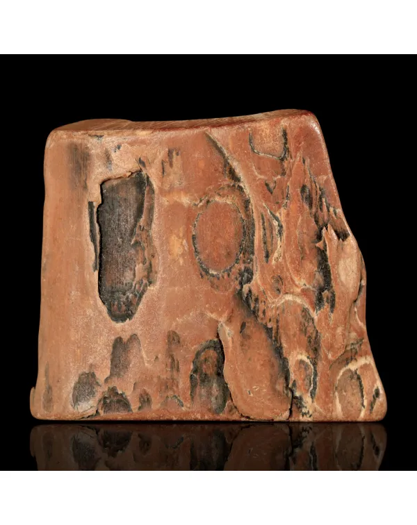 Zanna di Mammuthus Primigenius – Avorio del Plei...