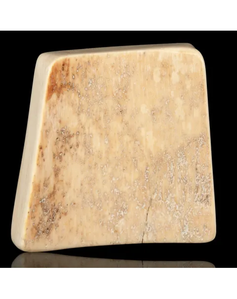 Zanna levigata di Mammuthus Primigenius - Avorio Fossile