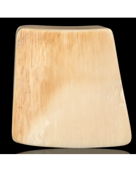Zanna levigata di Mammuthus Primigenius - Avorio Fossile