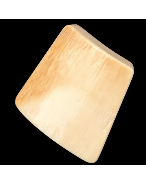 Zanna levigata di Mammuthus Primigenius - Avorio Fossile