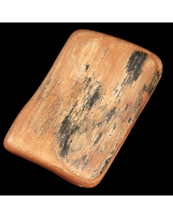 Sezione di Zanna Fossile di Mammuthus Primigenius.