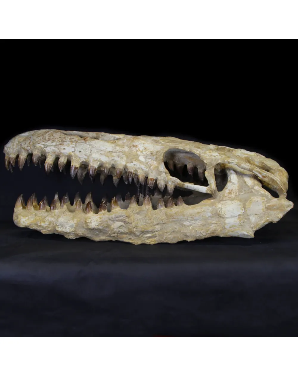 Cranio Fossile Mosasaurus