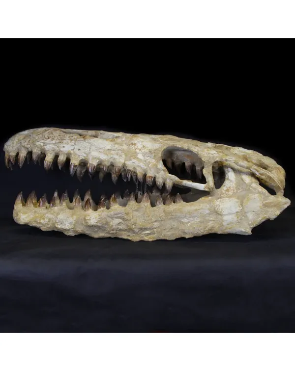 Cranio Fossile Mosasaurus