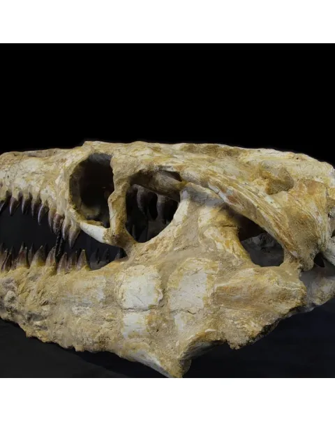 Cranio Fossile Mosasaurus