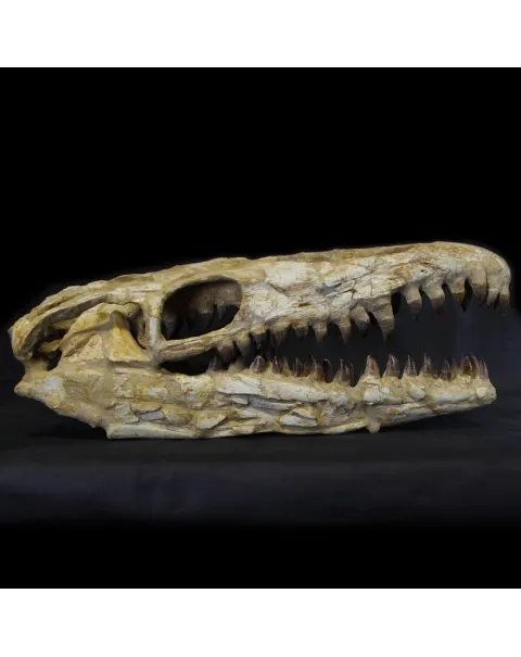 Cranio Fossile Mosasaurus