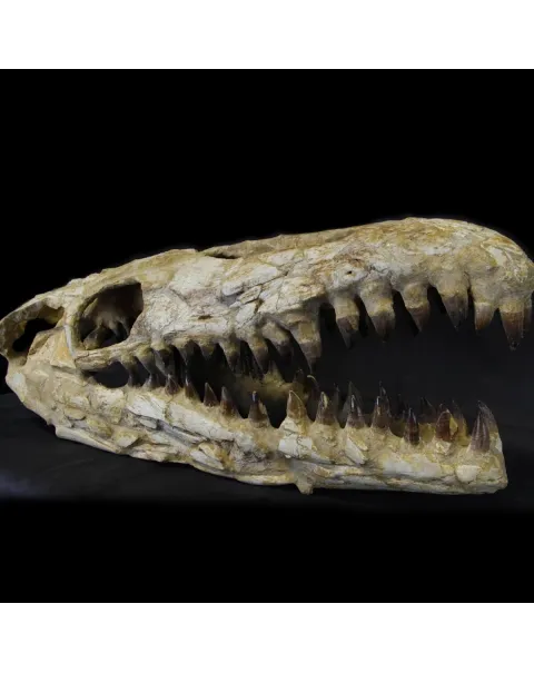 Cranio Fossile Mosasaurus