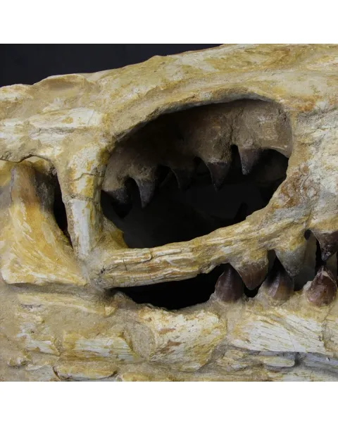 Cranio Fossile Mosasaurus