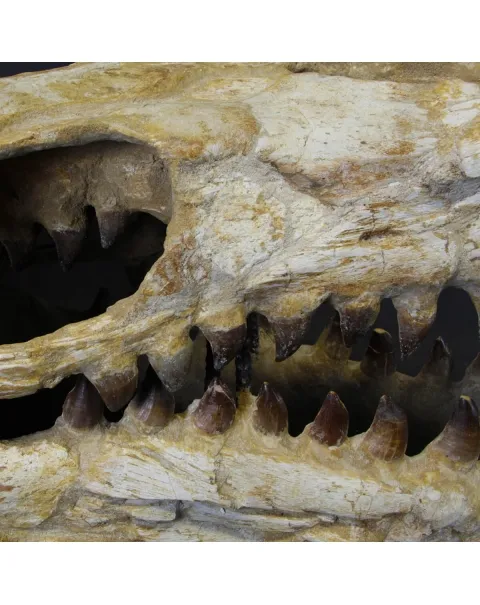 Cranio Fossile Mosasaurus