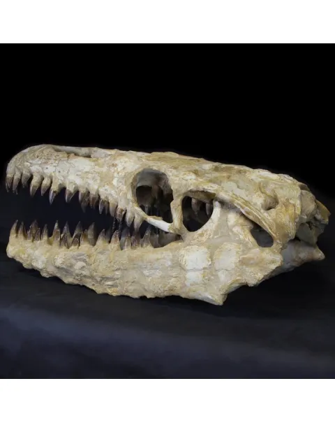 Cranio Fossile Mosasaurus