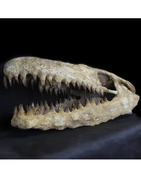 Cranio Fossile Mosasaurus
