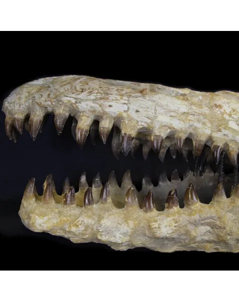 Cranio Fossile Mosasaurus
